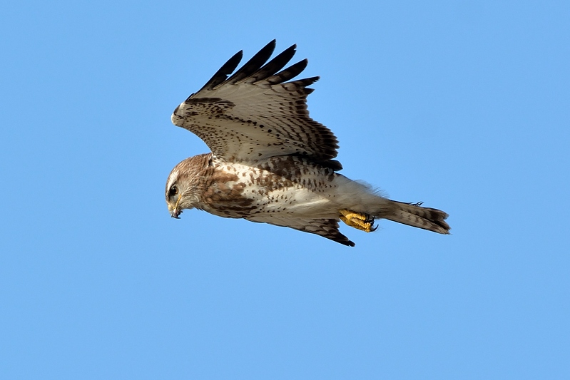 Buizerd